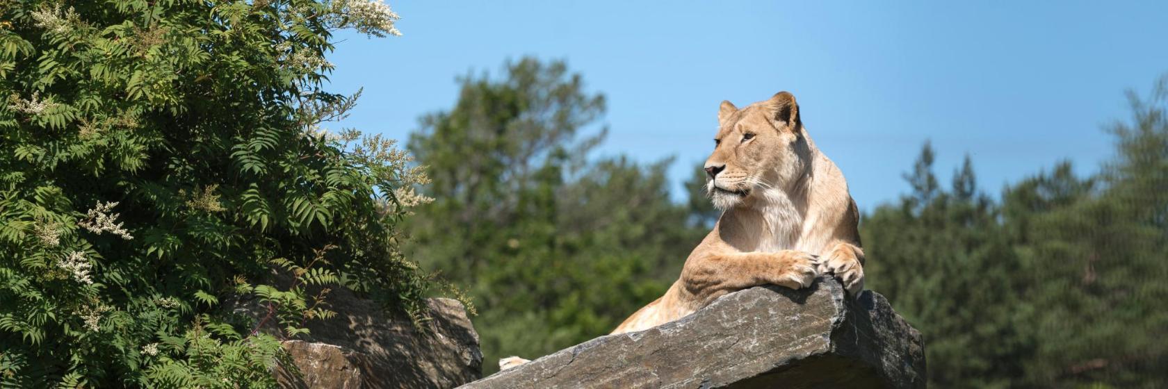 Kristiansands djurpark